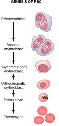 Eritropoyesis (I) El proeritroblasto tiene núcleo. Conforme se diferencia a eritrocito, va aumentando la concentración de hemoglobina en su interior.