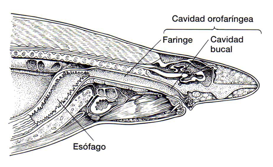 Figura 2 Vista sagital de la cavidad bucal, la faringe y el esófago en desarrollo de