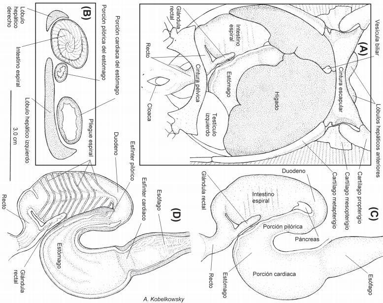 Figura 4 - Tubo digestivo y glándulas anexas de U. chilensis [raya]. (A) Vista ventral de la cavidad visceral y su organografía.