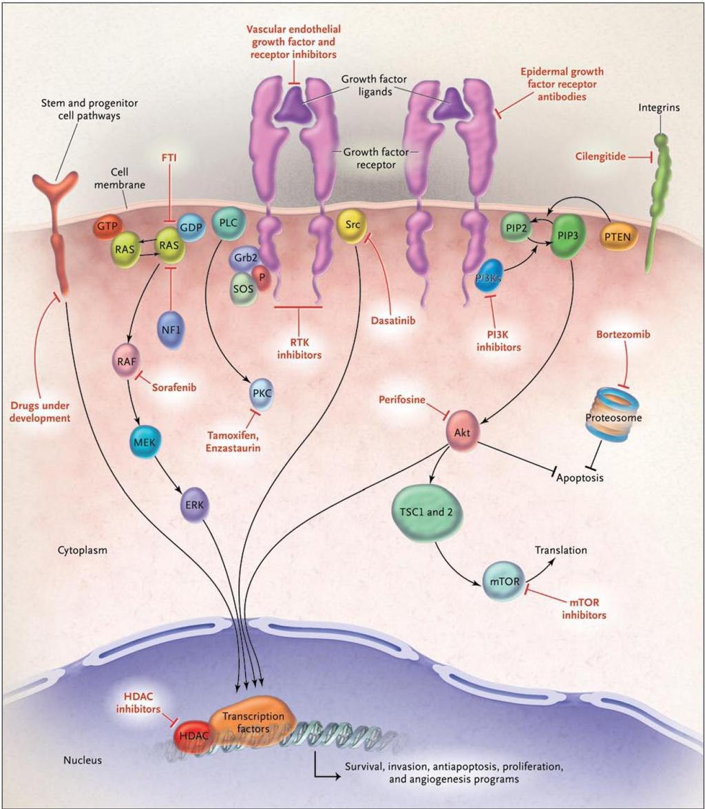 Major Signaling Pathways in Malignant Gliomas and the
