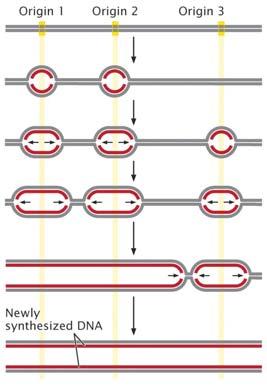 1 horquilla 2 5 6 Replicación de ADN