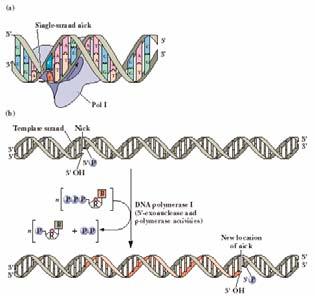 ADN Polimerasa I ACTIVIDAD EXONUCLEASA 3 5