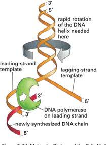 Necesitan un cebador 3 OH 29 30 Helicasa: : Separación de las hebras de ADN Girasa (topoisomerasa II )