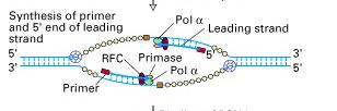 replicacion (RPA) Se une un complejo formado por la primasa y polimerasa α, y se sintetiza el cebador