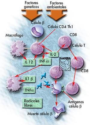 responsables de la destrucción autoinmune Factores Inmunológicos Predomina Inmunidad celular CD4 Th1 (Th2) Insulitis y destrucción cél β Mimetismo molecular