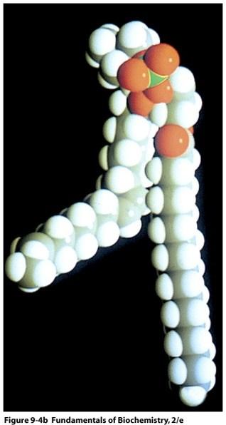 Estructura Básica de los Esfingolípidos Los Esfingolípidos están compuestos de un esqueleto de esfingosina que se deriva del glicerol.