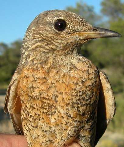 En otoño, macho con la base de las plumas de la parte inferior del dorso de color blanco puro; capirote y garganta con tinte azul parcialmente oculto.