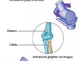 encaje reciproco Acromio-clavicular. : Artrodia Gleno-humeral.