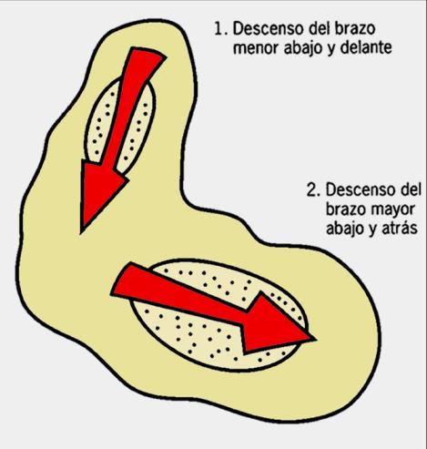 La rotación anterior está limitada por: la tensión de la sínfisis púbica, el tono del recto mayor del abdomen, isquiotibiales y la tensión del ligamento sacroilíaco.