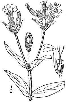 Subclase Caryophyllidae 1. Plantas con betalainas. Ovulos campilótropos. Embrión curvo. Semillas con perisperma. Plastidios tipo P 2. Flores apétalas. Caryophyllales 3. Ovario 2-pluricarpelar.