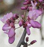 Subfamilia Cesalpinoideas Flores cigomorfas 3 a 12 estambres (si son