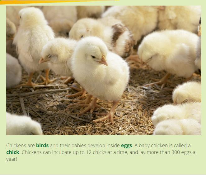 Los pollos son aves y sus bebes se desarrollan dentro de huevos.