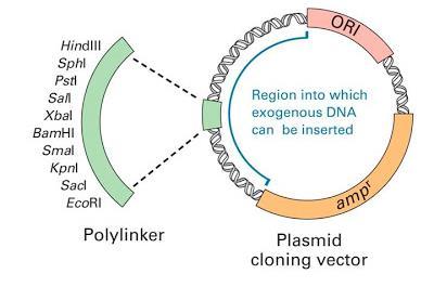 PLÁSMIDOS BACTERIANOS Los plásmidos son moléculas de ADN extracromosómico