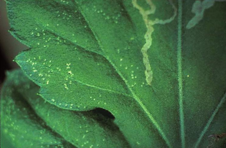 Enfermedades Las espinacas a menudo muestran algún daño o enfermedad en las hojas, cuando el clima es frío y húmedo. No plante espinacas en el mismo lugar en su huerto más de una vez cada 2 o 3 años.
