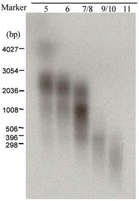 ribosomal PROCARIONTES: RNAr 23S: 2,904 nts. RNAr 16S: 1,542 nts. EUCARIONTES: RNAr 28S: 4,718 nts. RNAr 18S: 1,874 nts.
