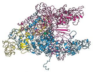 DNA Cadena codificante: 5 -ATTCCGATGTACGAGG-3 DNA Cadena molde: 3 -TAAGGCTACATGCTCC-5 Micrografía electrónica de la síntesis de RNA ribosomal RNA 5 -AUUCCGAUGUACGAGG-3 La secuencia de la molécula de