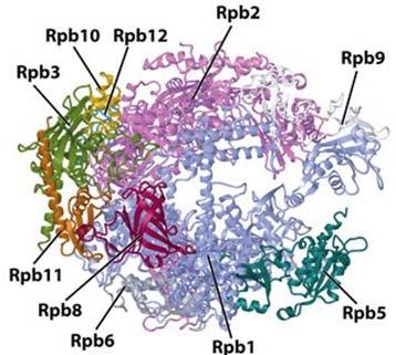 Inhibe la fase de elongación de la Transcripción Tres de estas subunidades son homólogas a las subunidades de la RNA polimerasa procarionte.