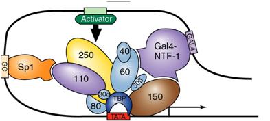 Muestran menor conservación en los elementos de reconocimiento de las RNA polimerasas.