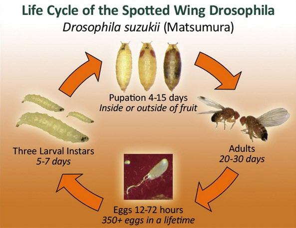 Drosófila de alas manchadas Drosophila suzukii. Subdepartamento Moscas de la Fruta/ Departamento de Sanidad Vegetal/ División Protección Agrícola y Forestal/SAG. Figura1.