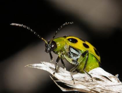 Se han registrado especies como la Diabrotica decempunctata, Diabrotica viridula y Diabrotica sicuanica. Son escarabajos de color verde, con manchas rojiso amarillentas de 5 a 6 mm de tamaño. 3.2.1.