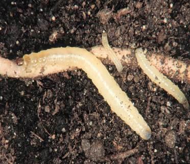 Las larvas alcanzan de 2 ó 3 a 10 mm de largo en su máximo desarrollo.