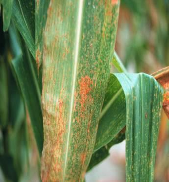 Roya común (Puccinia sorghi) Esta enfermedad, está ampliamente distribuida por todo el mundo, en climas subtropicales y templados y en tierras altas donde hay bastante humedad.