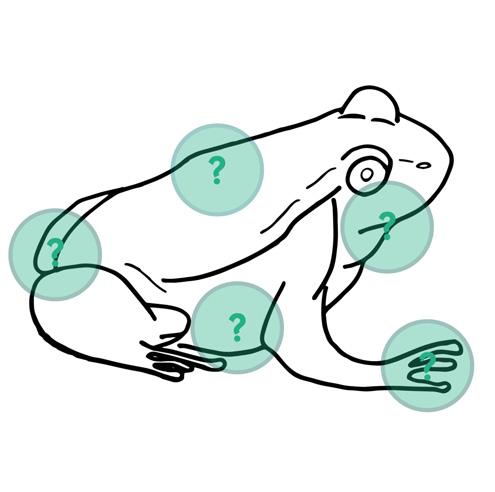 RANAS SEDIENTAS Puedes adivinar cómo bebe una rana? Pon un gancho en el círculo sobre la rana en donde tú piensas que la rana bebe.