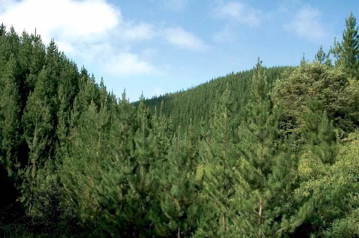 Unidad de Negocios Forestal Perfil Etáreo a Dic. 2006 Activo Estratégico. asegurar abastecimiento de fibra. 241 mil hectáreas plantadas de pinos y eucaliptos. 5% del total de ventas.