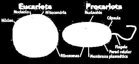 Bárbara Cánovas Conesa 1 Características de los Seres Vivos 1) Están formados por células y todas ellas están formadas por las mismas moléculas. 2) Tienen distintos niveles de organización: a.