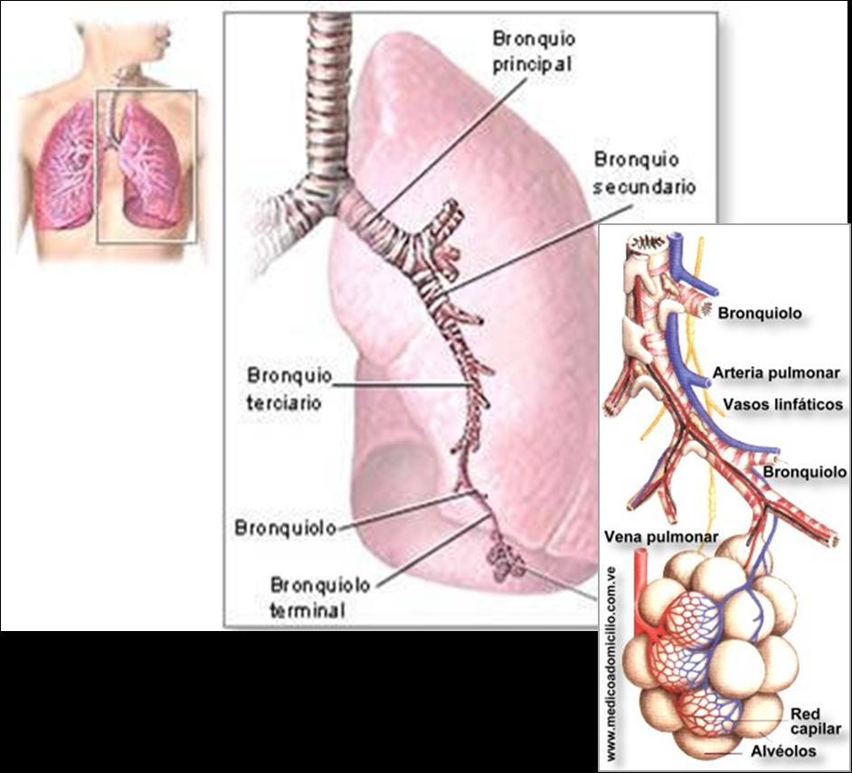 Efectos en la salud OZONO Poco soluble: con gran poder de penetración pulmonar Potente oxidante: da lugar a irritación pulmonar y lesiones
