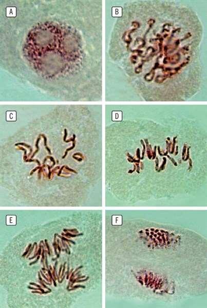 Mitosis en células meristemáticas de raíz de cebada.