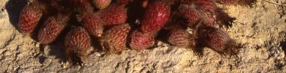 o paletas Pochas (Ferocactus latispinus) i Chilitos