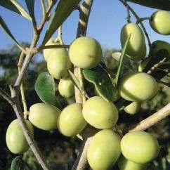 013 kg de aceite de oliva virgen extra/ha en 2004 (datos obtenidos en el ensayo de variedades de olivo en plantaciones de olivar en seto, de TODOLIVO, IFAPA y UCO).