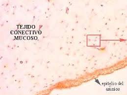 El tejido conectivo mucoso o gelatinoso posee pocas células y fibras de colágeno.