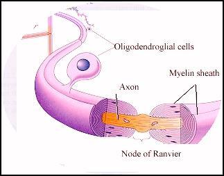 Los oligodendrocitos y las células de Schwann