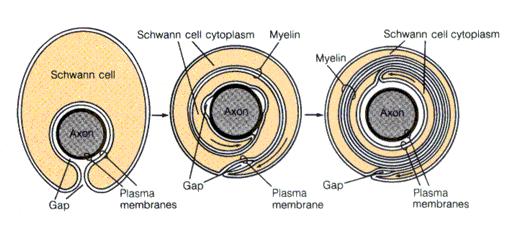 axones de las neuronas en el encéfalo y en el
