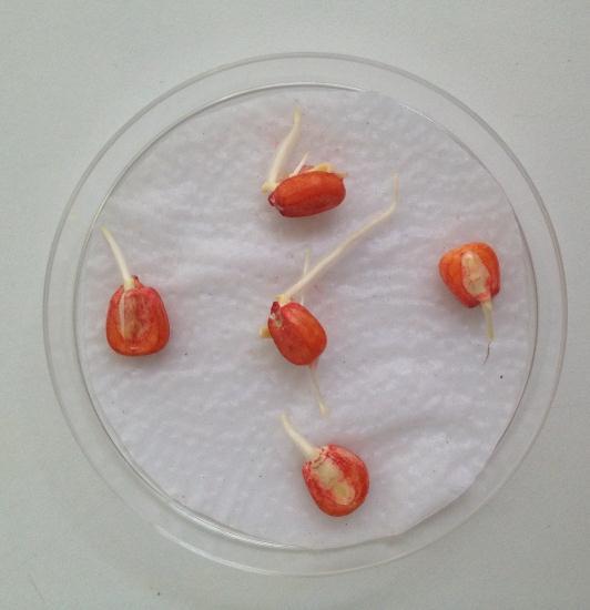 Prueba de fitotoxicidad evaluada en semillas de Zea mays.