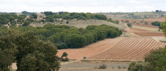 monte viene dedicándose al cultivo agrícola, destacando los viñedos y el cereal. El sendero se inicia tomando en Nava de Roa el camino de la Vega, que se adentra en el monte por el este.