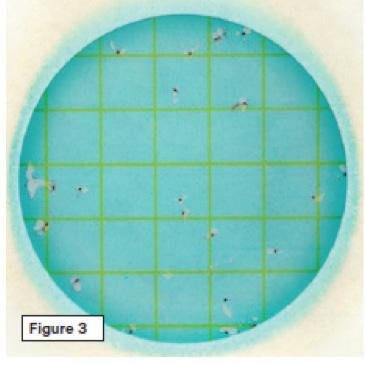 3 4 Figura 3 Recuento total de Bacterias Ácido Lácticas = 24 El rango de ideal de recuento es menor a