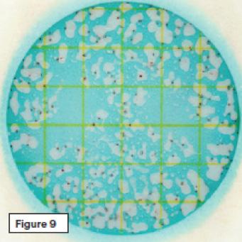 9 10 Figura 9 Recuento estimado total de Bacterias Ácido Lácticas = 250 Cuando el número de colonias con gas es mayor a 150, se puede estimar el recuento.