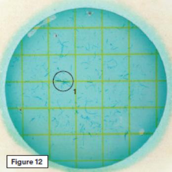 Las Bacterias Ácido Lácticas heterofermentativas (círculo 2) están definidas como colonias rojas e íntimamente asociadas a gas atrapado (a una distancia no mayor al diámetro de una colonia).