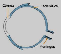 3. Capas del ojo Presenta 3 capas concéntricas que serán descritas desde la más externa a la más interna: La córnea es una estructura dura y transparente, que ocupa el sexto anterior del ojo.