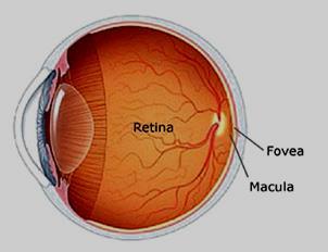 4. Medios refringentes del ojo Para llegar a la retina, el rayo luminoso debe atravesar una serie de estructuras que son absolutamente transparentes.