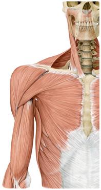 Sección coronal del hombro Músculos anteriores del hombro y brazo I Hombro derecho.