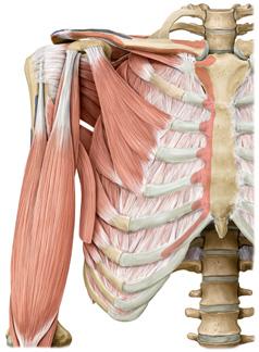 Músculos anteriores del hombro y brazo I Músculos anteriores del hombro y brazo II Lado derecho.