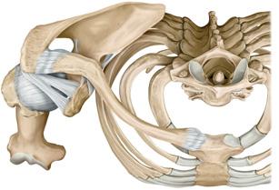 Húmero II Articulaciones de la cintura escapular Húmero derecho.