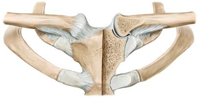 Articulaciones de la cintura escapular Articulación esternoclavicular Lado derecho.