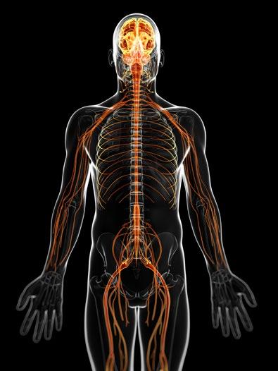 El sistema nervioso (Figura 1) permite tu movimiento y raciocinio.