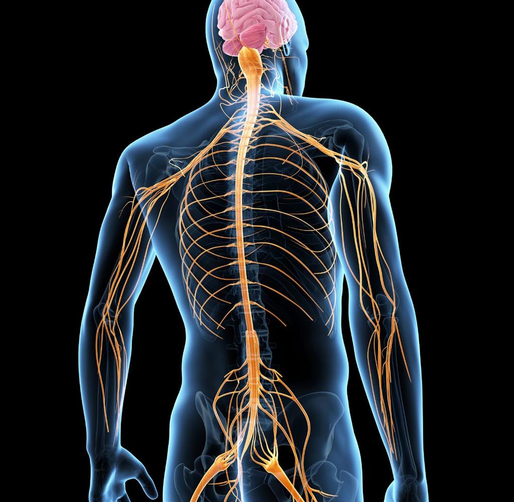 La médula espinal La médula espinal (Figura 4) elabora movimientos no voluntarios con los que respondemos rápidamente a los estímulos.