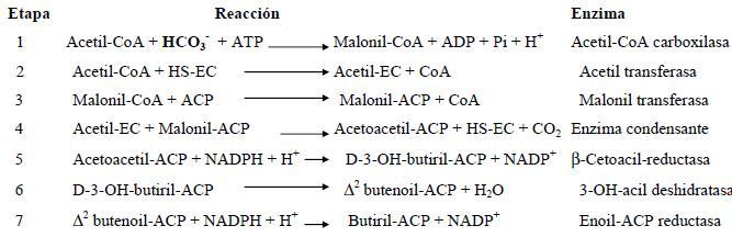 Fig 6.2. Reacciones involucradas en la biosíntesis de ácidos grasos. Modificado desde Benyon,S. Metabolismo y Nutrición, 3 Edición.